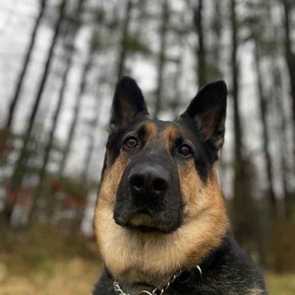 Meet your Posher, Megan - Picture 2 of 4